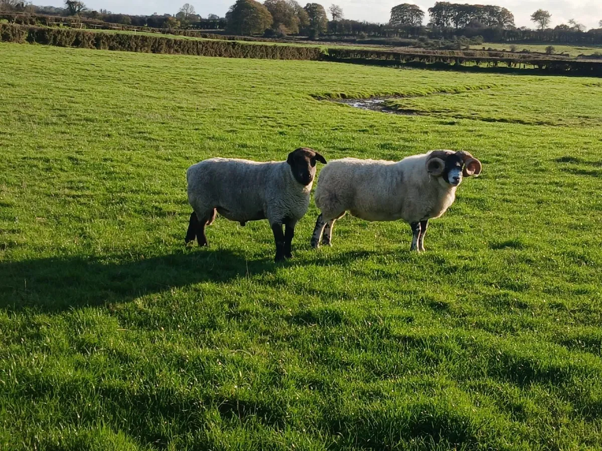 Lanark Ram and Suffolk Ram