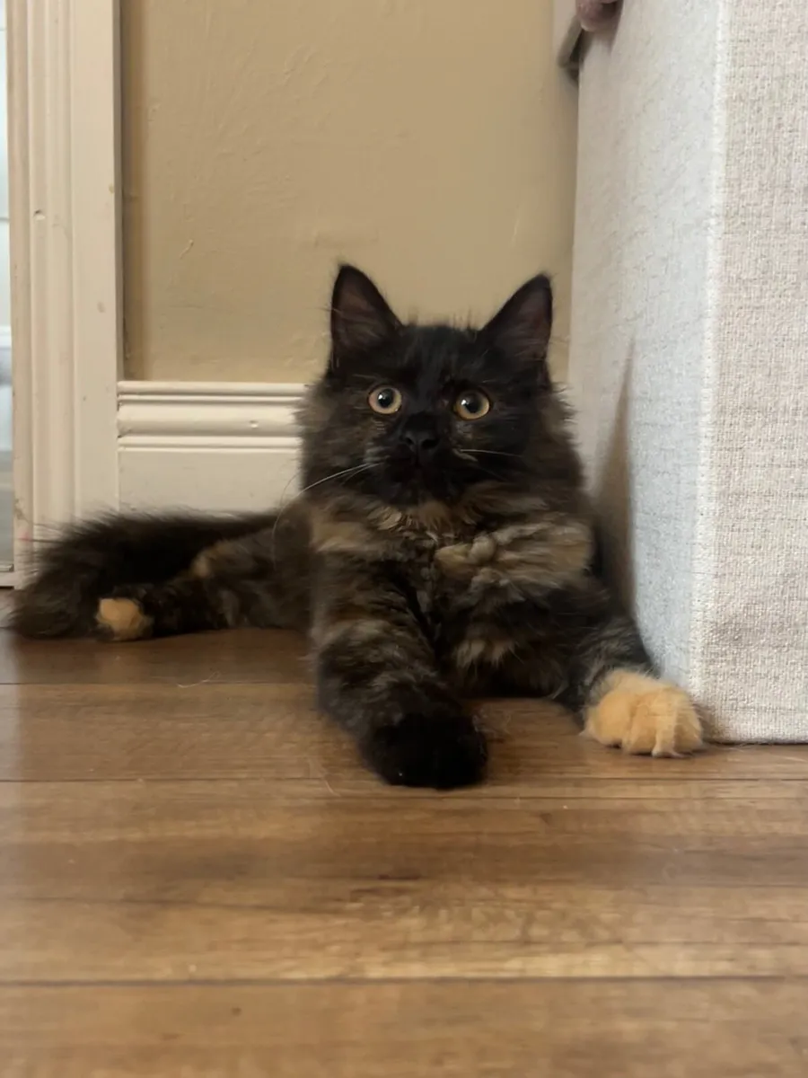 Kitten and cats - Image 1