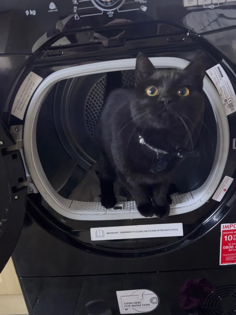 Kitten and cats - Image 2