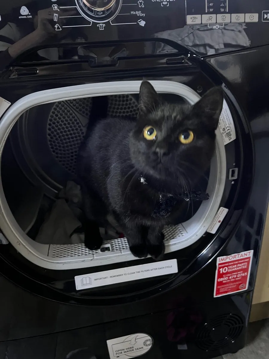 Kitten and cats - Image 3