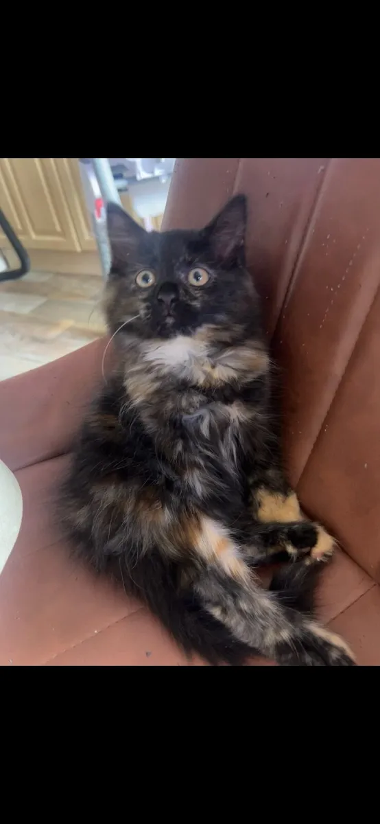 Kitten and cats - Image 4