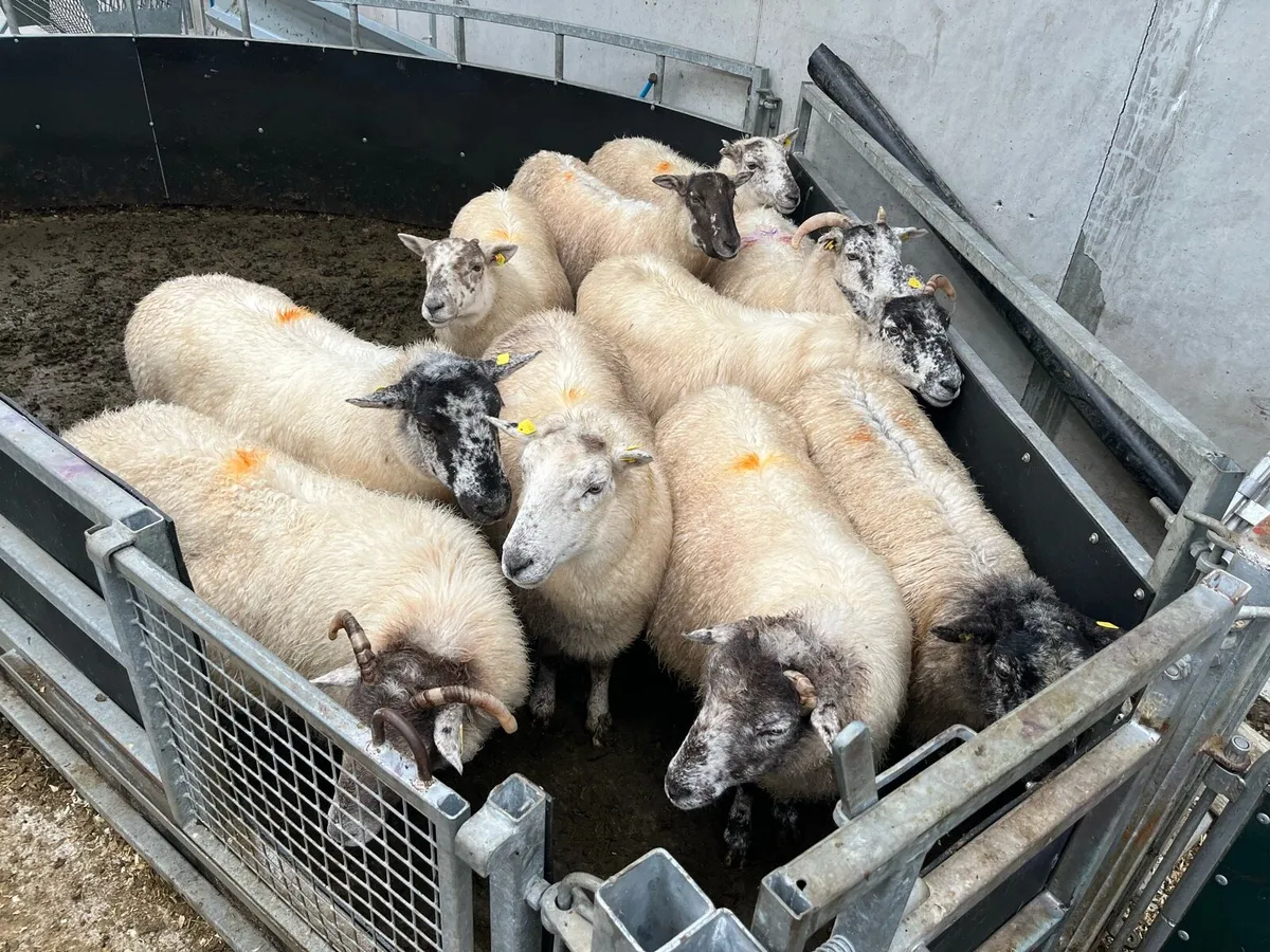 Breeding ewes - Image 1