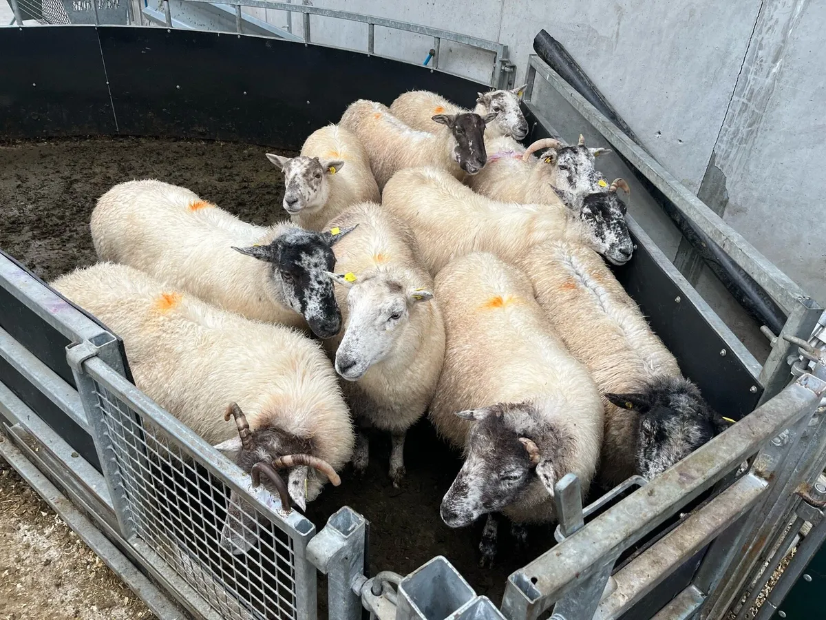 Breeding ewes - Image 2