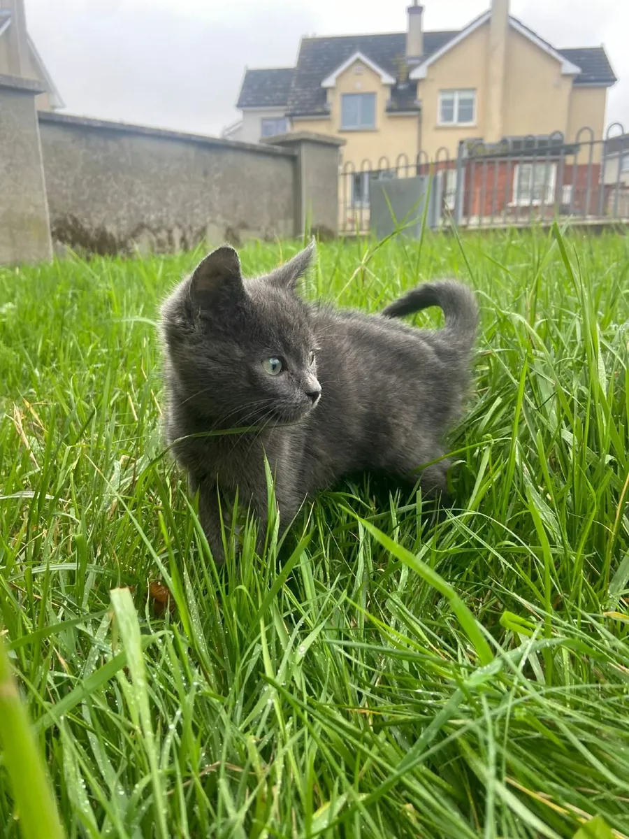 Kittens - Image 3