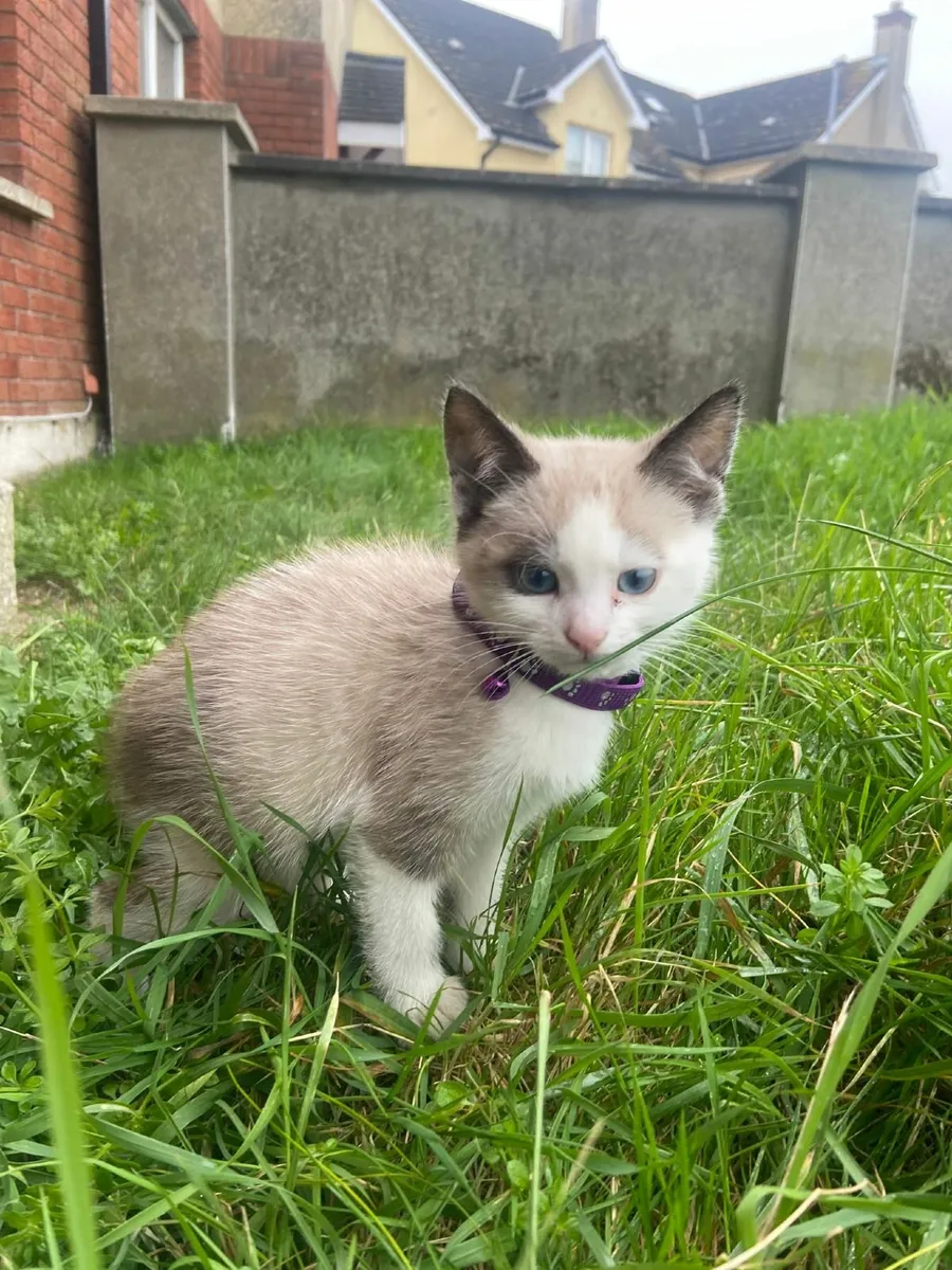 Kittens - Image 1