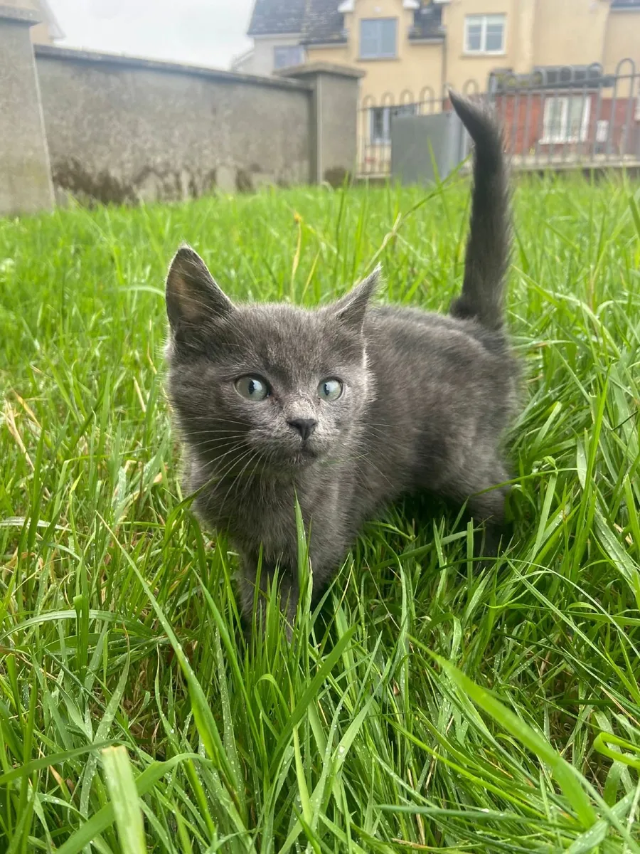 Kittens - Image 4