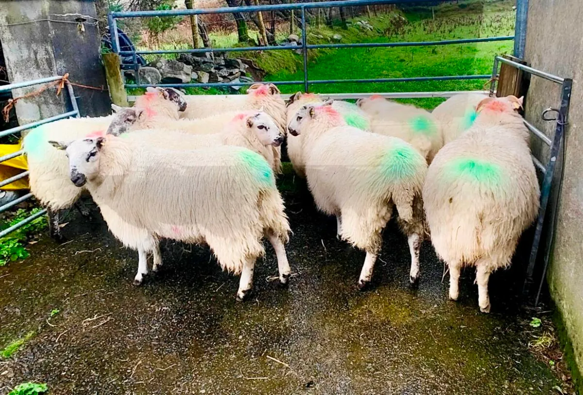Cheviot ewe lambs - Image 1