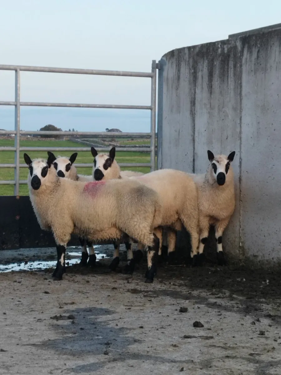 Kerry hill Ram lambs - Image 1