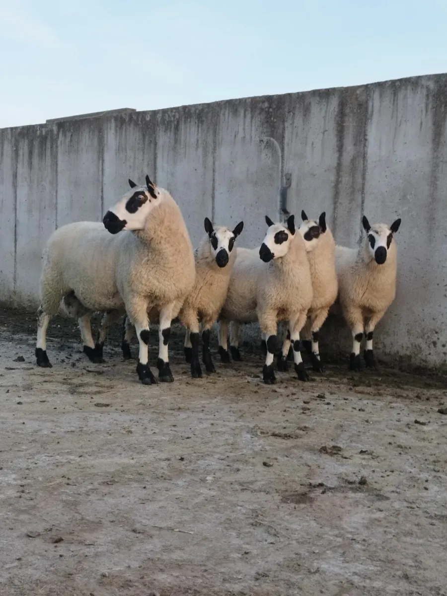 Kerry hill Ram lambs - Image 2