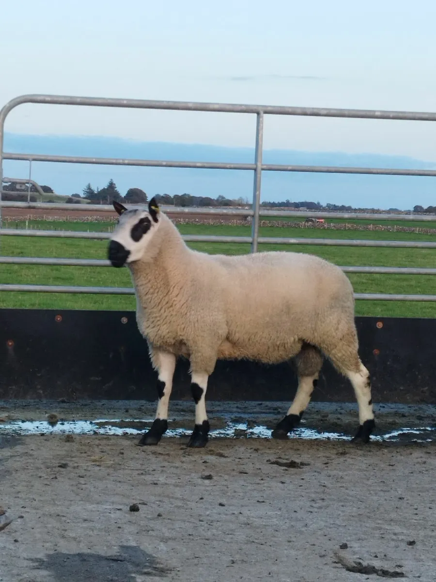 Kerry hill Ram lambs - Image 3