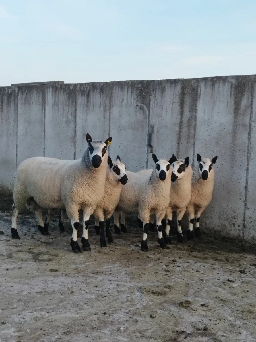 Kerry hill Ram lambs - Image 4