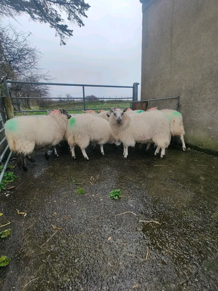 Cheviot ewe lambs - Image 2