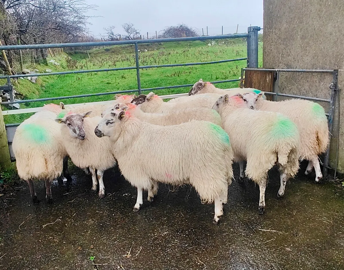 Cheviot ewe lambs - Image 3
