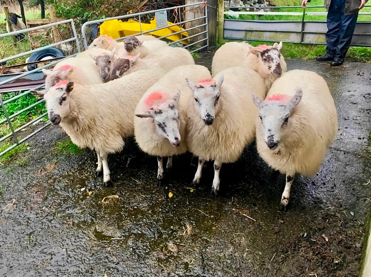 Cheviot ewe lambs - Image 4