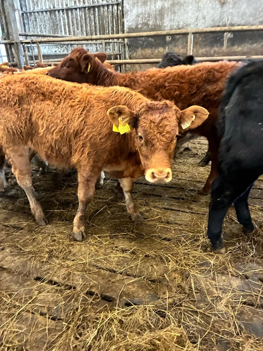 SUPER QUALITY LIM BULL WEANLINGS 250KG - Image 1
