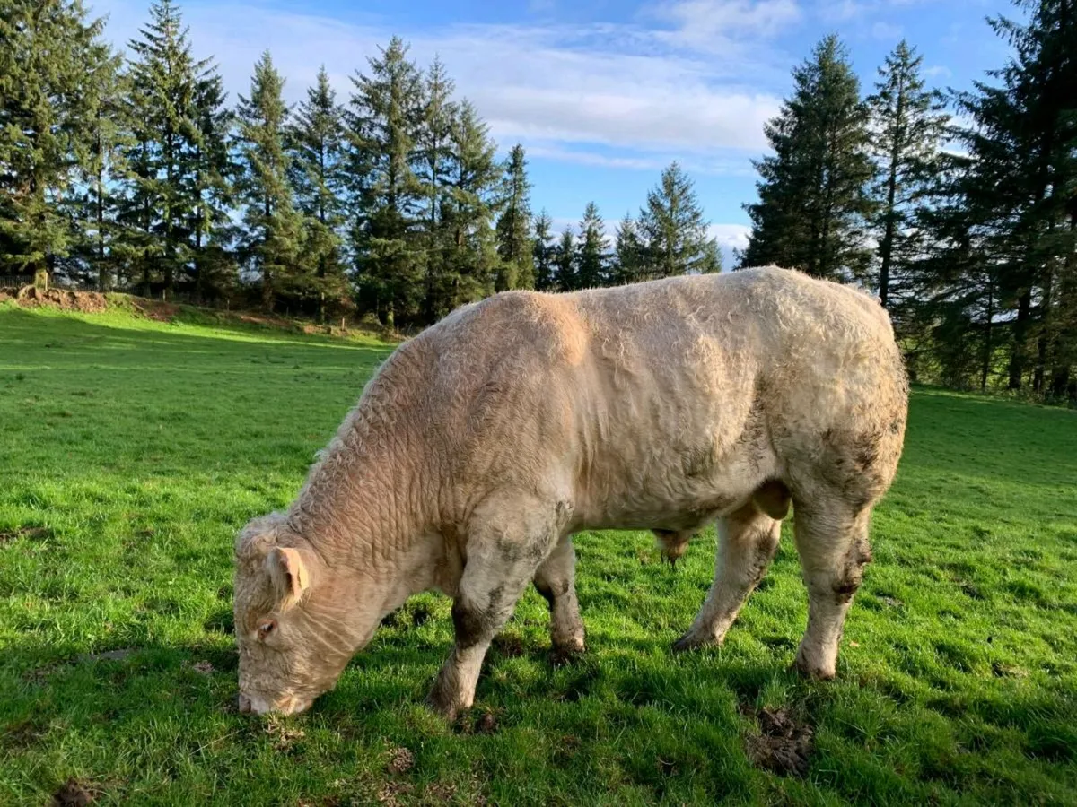 PBR Charolais Bull - Image 1