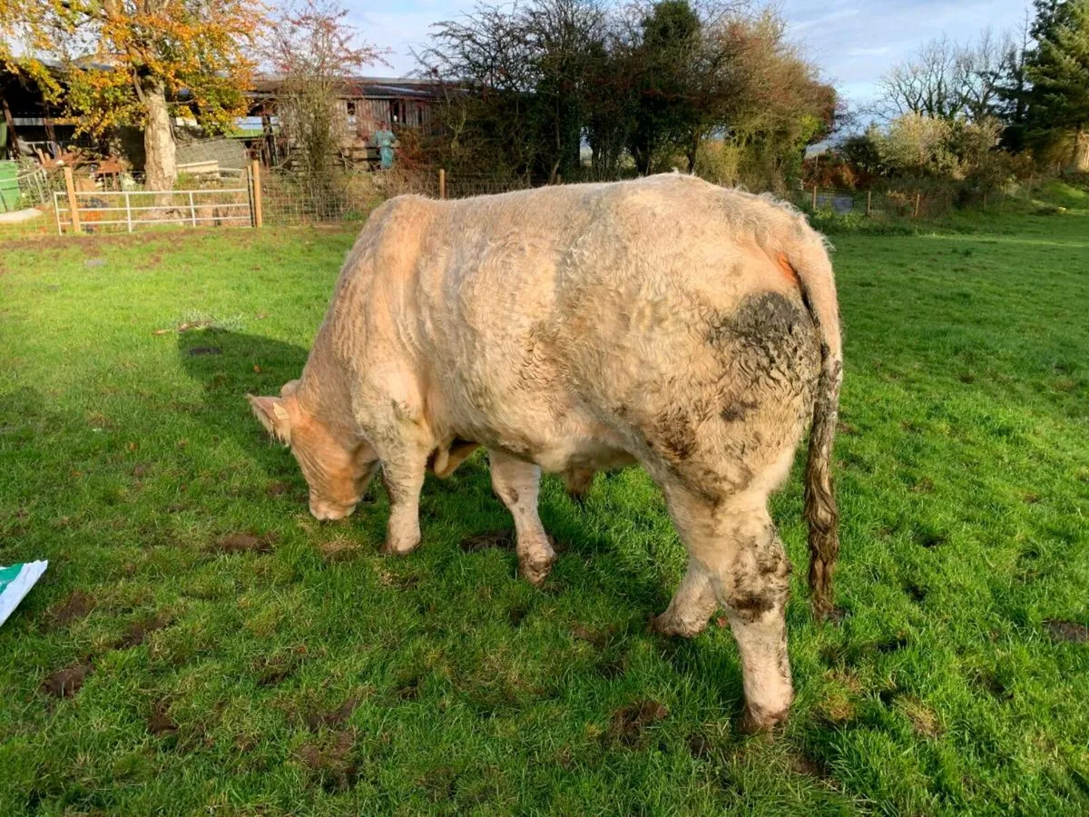 PBR Charolais Bull - Image 2