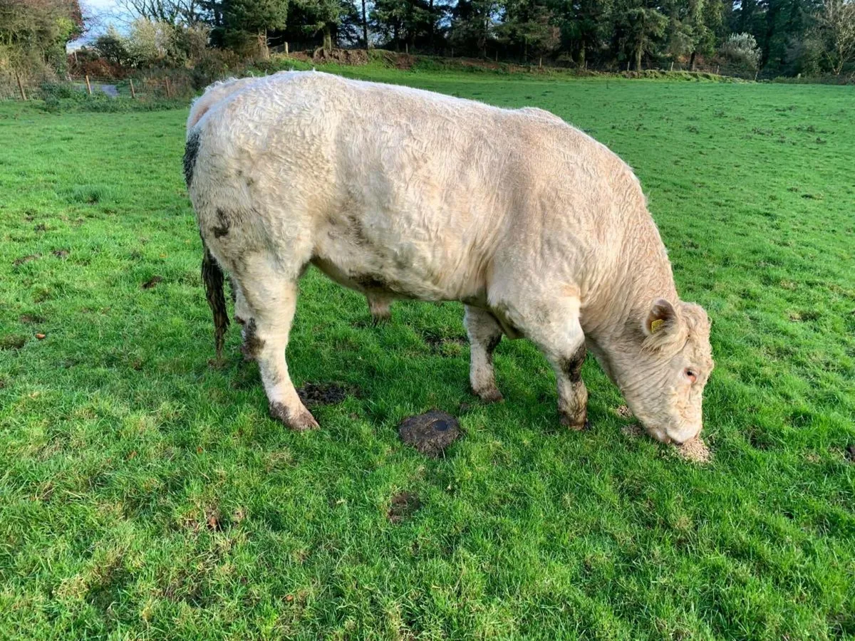 PBR Charolais Bull - Image 3