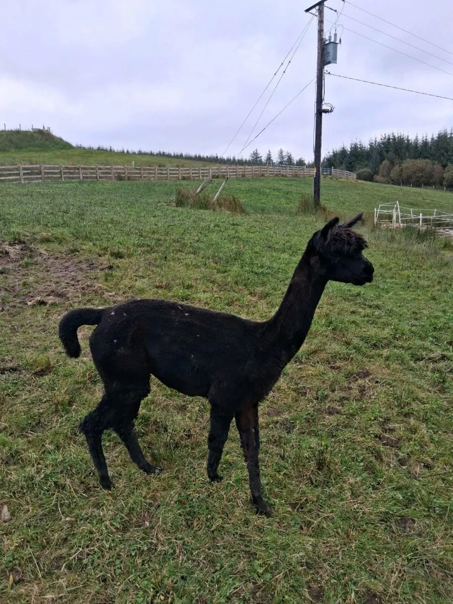 Alpaca - Image 1