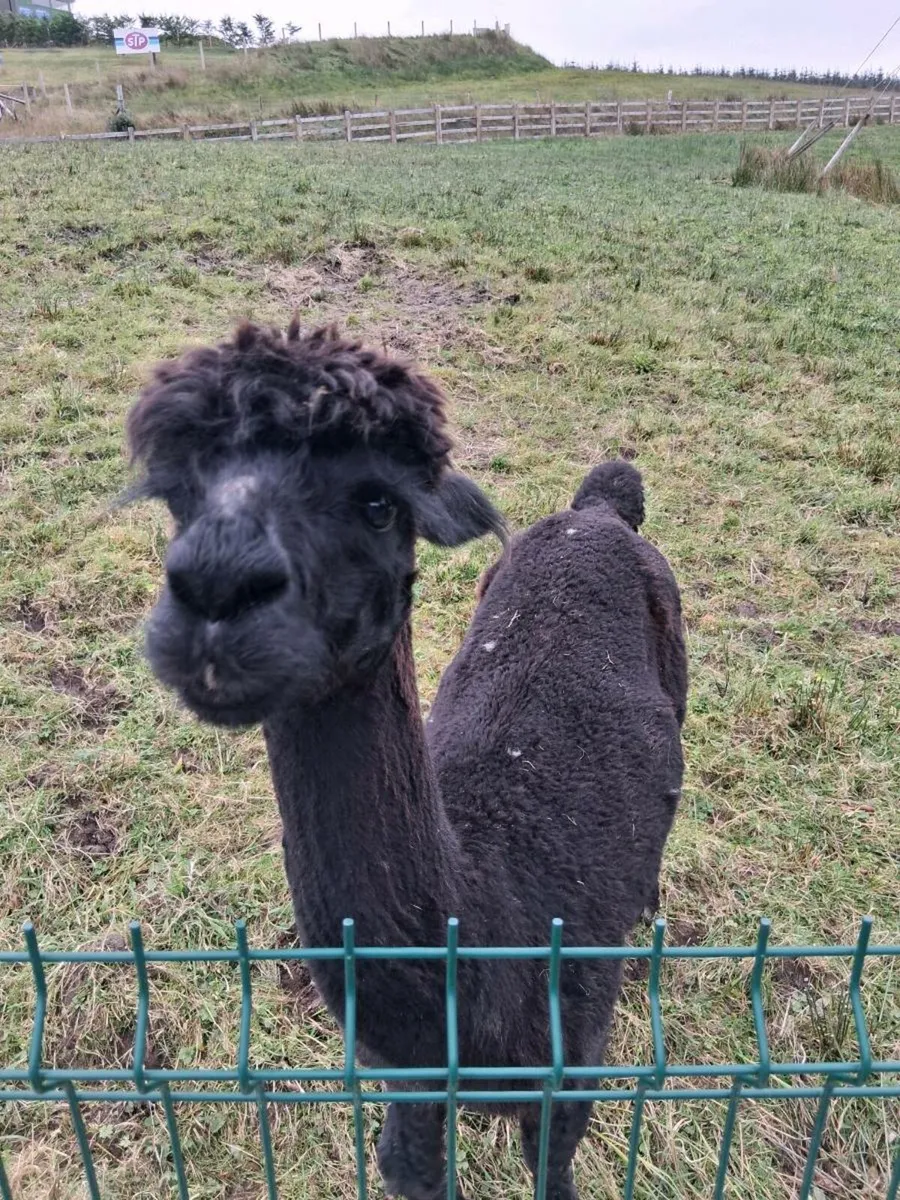 Alpaca - Image 2