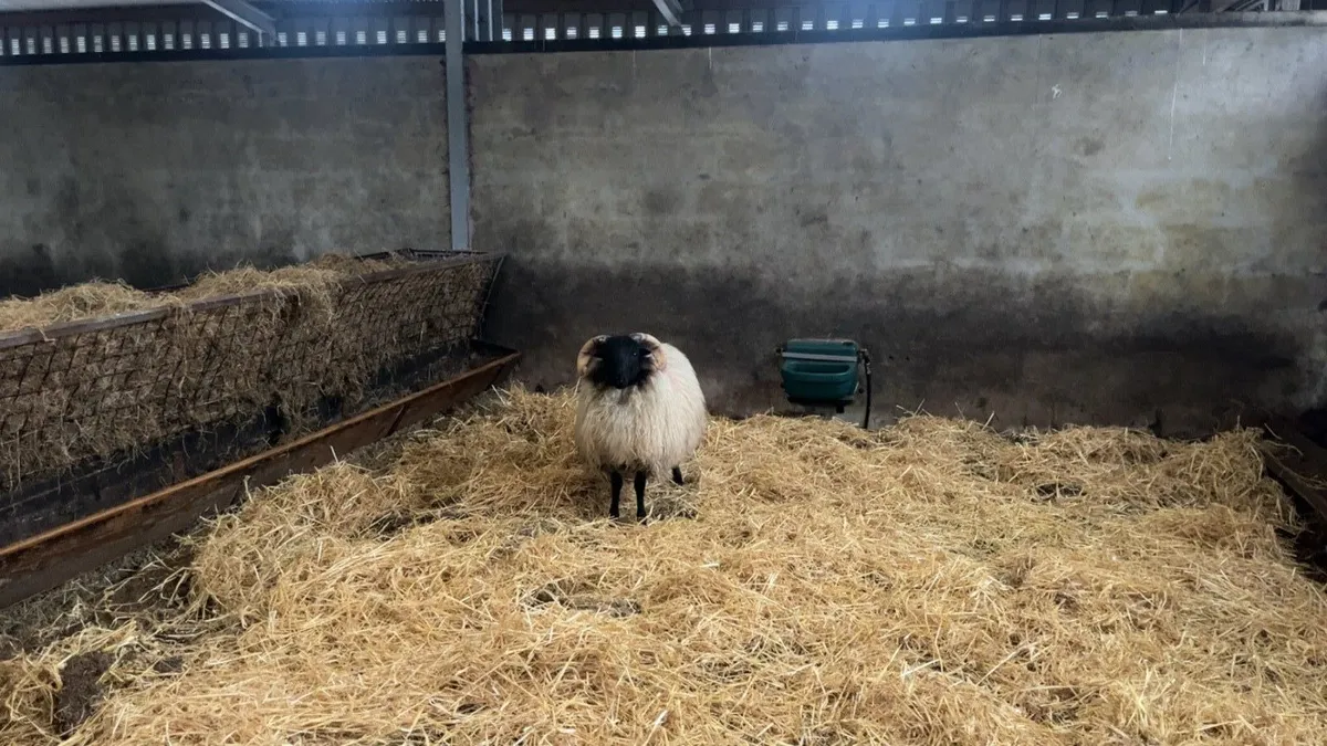 ✅MAYO BLACKFACE RAM LAMBS✅ - Image 1