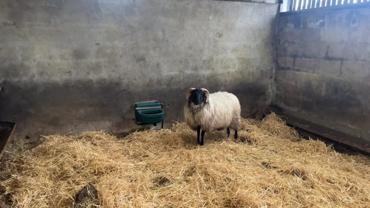 ✅MAYO BLACKFACE RAM LAMBS✅ - Image 2