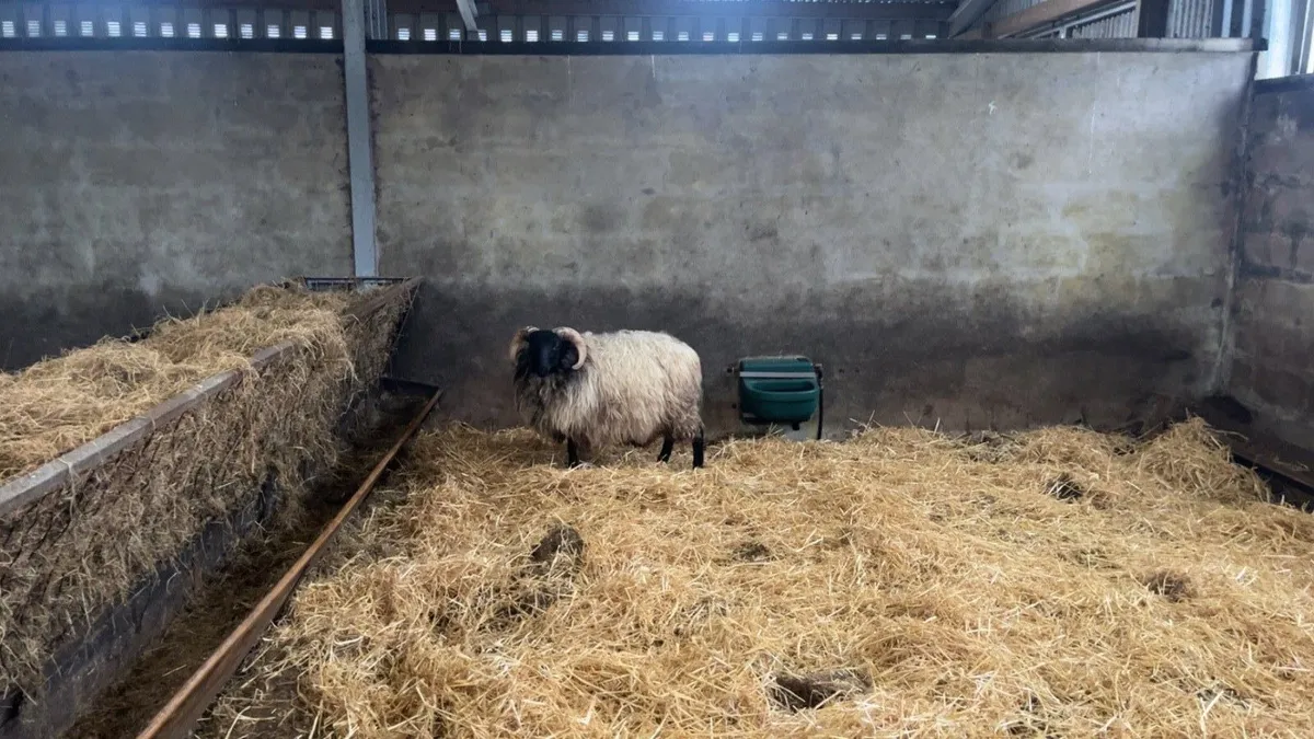 ✅MAYO BLACKFACE RAM LAMBS✅ - Image 3