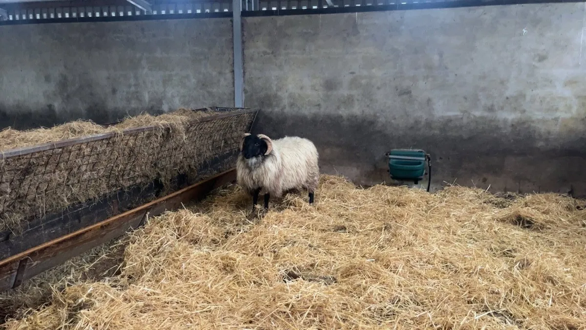 ✅MAYO BLACKFACE RAM LAMBS✅ - Image 4