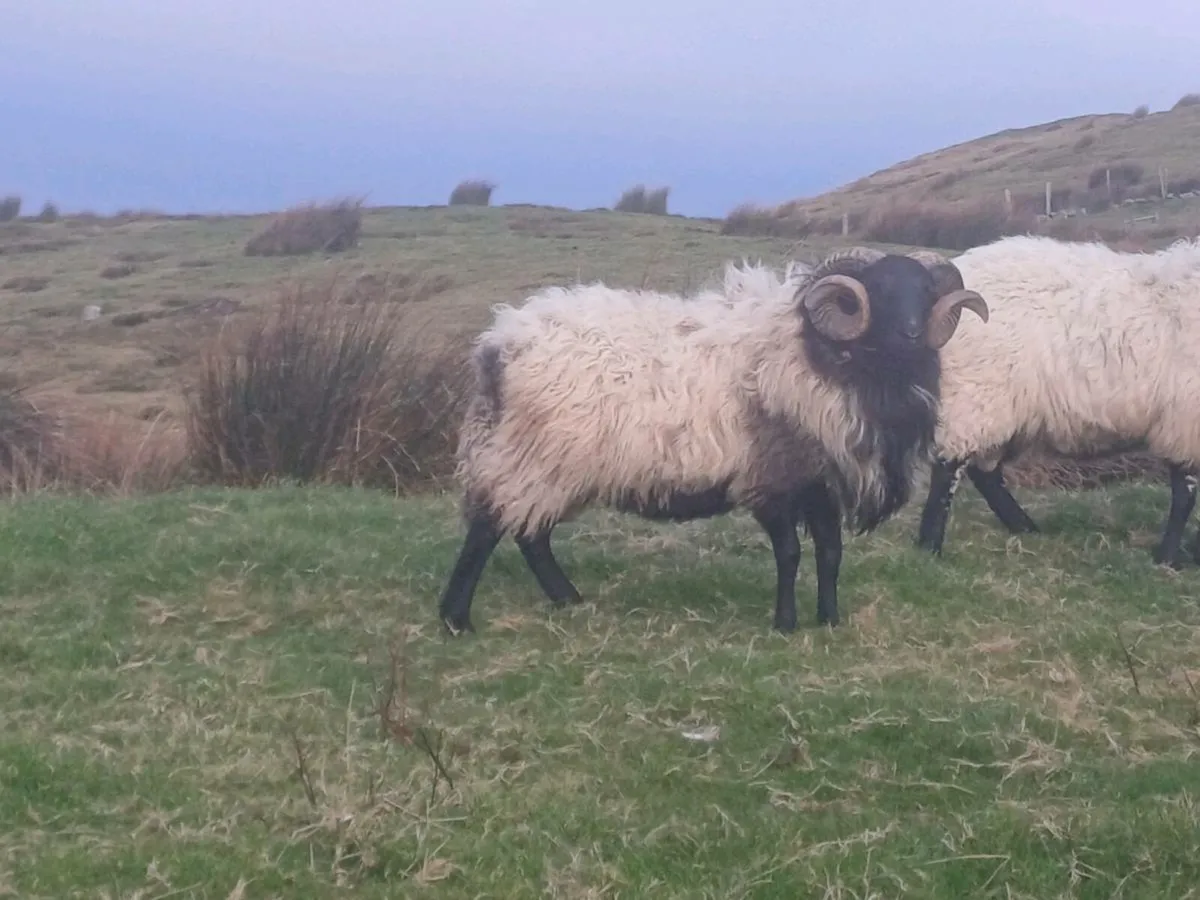 Mayo mountain ram - Image 1