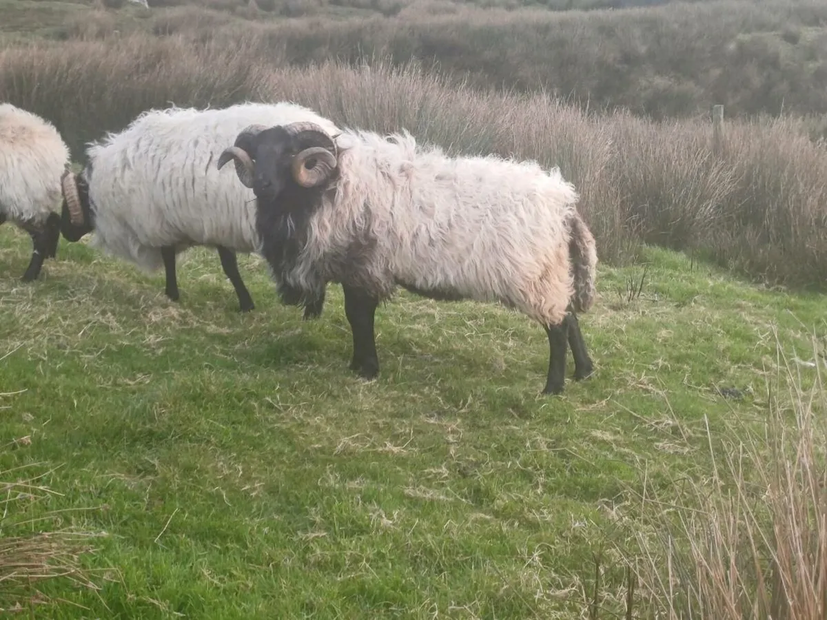 Mayo mountain ram - Image 2
