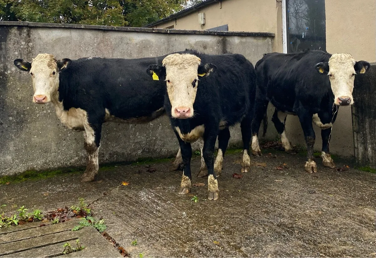 ⭐️3 Hereford First Calving Heifers⭐️ - Image 1