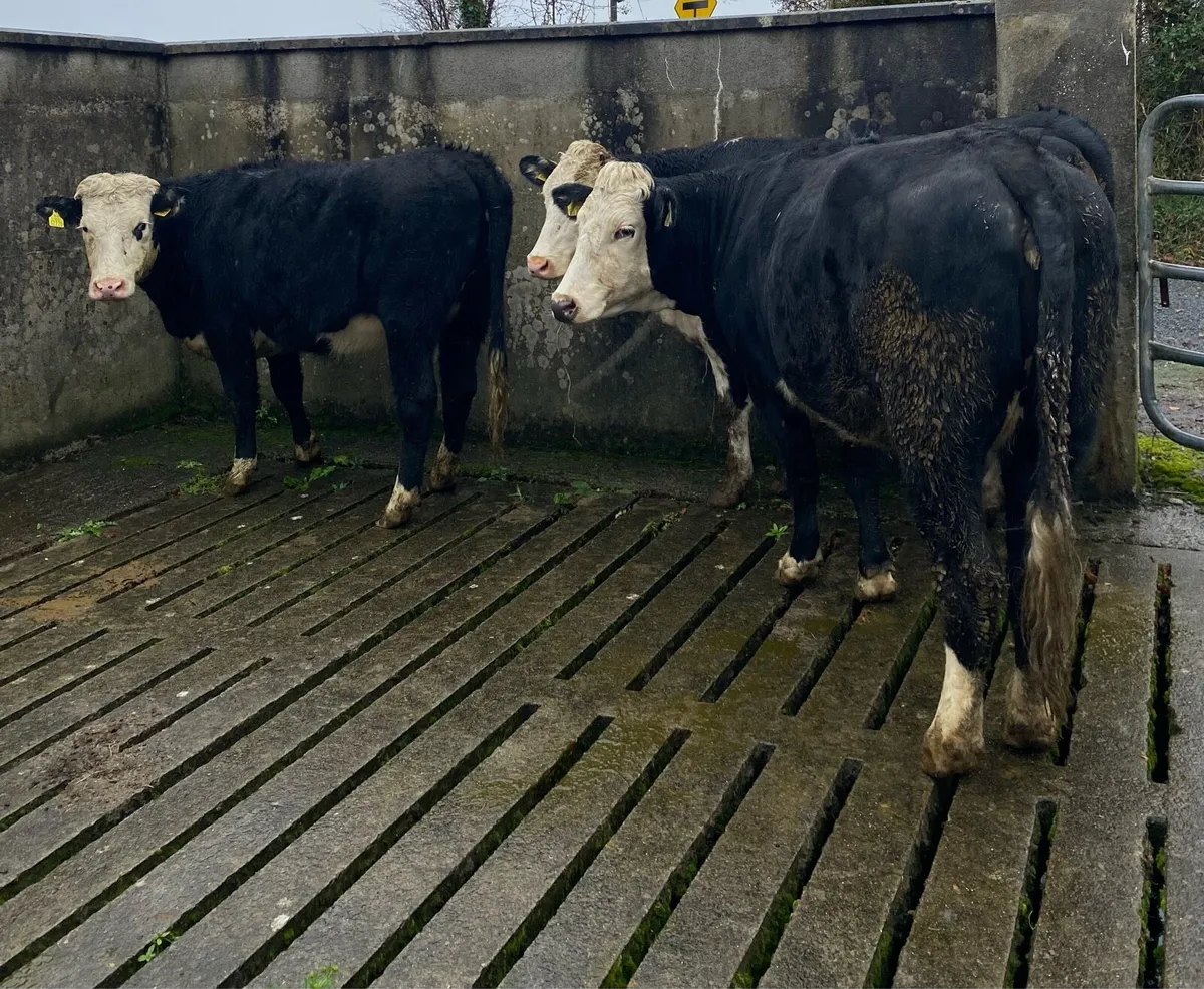 ⭐️3 Hereford First Calving Heifers⭐️ - Image 2