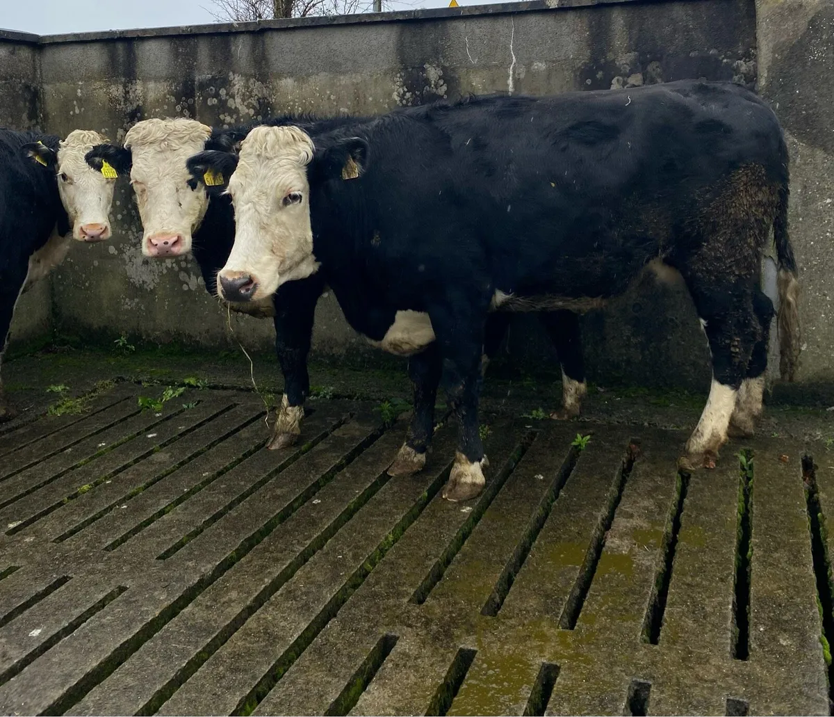 ⭐️3 Hereford First Calving Heifers⭐️ - Image 3