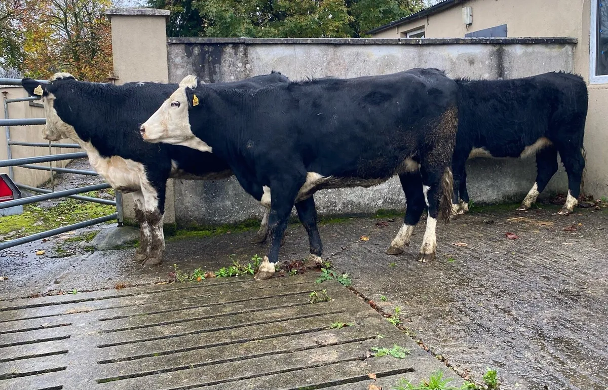 ⭐️3 Hereford First Calving Heifers⭐️ - Image 4