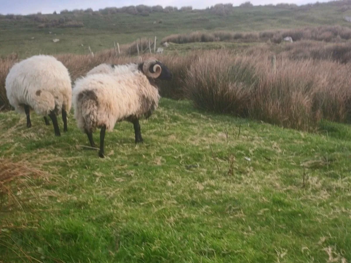Mayo mountain ram - Image 3