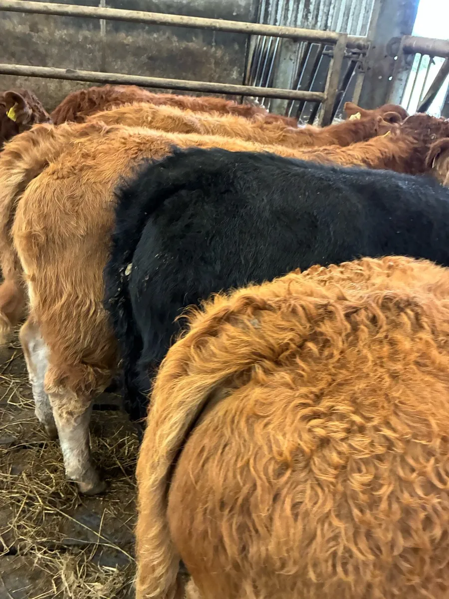 SUPER QUALITY LIM BULL WEANLINGS 250KG - Image 2