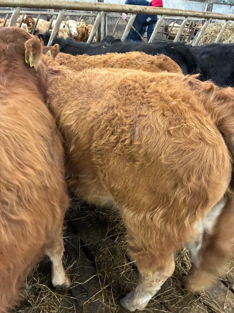 SUPER QUALITY LIM BULL WEANLINGS 250KG - Image 3