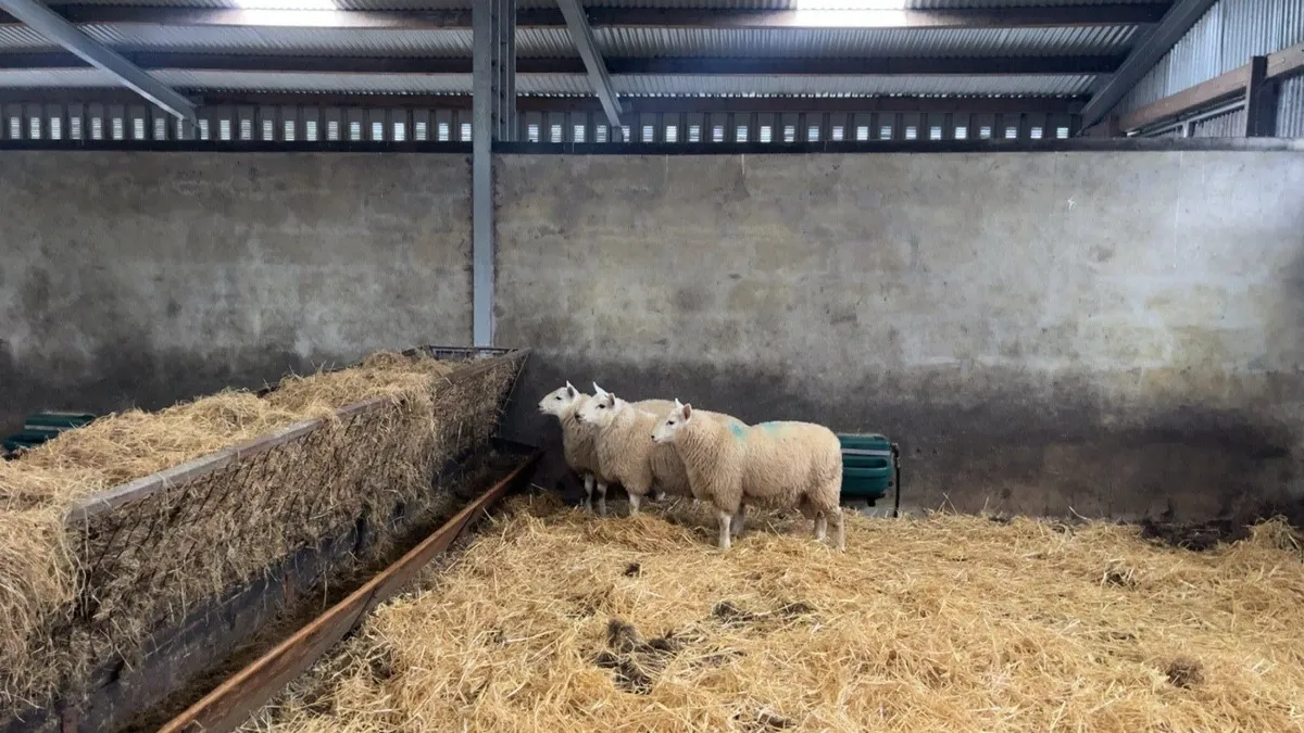 ✅CHEVIOT RAM LAMBS✅ - Image 2