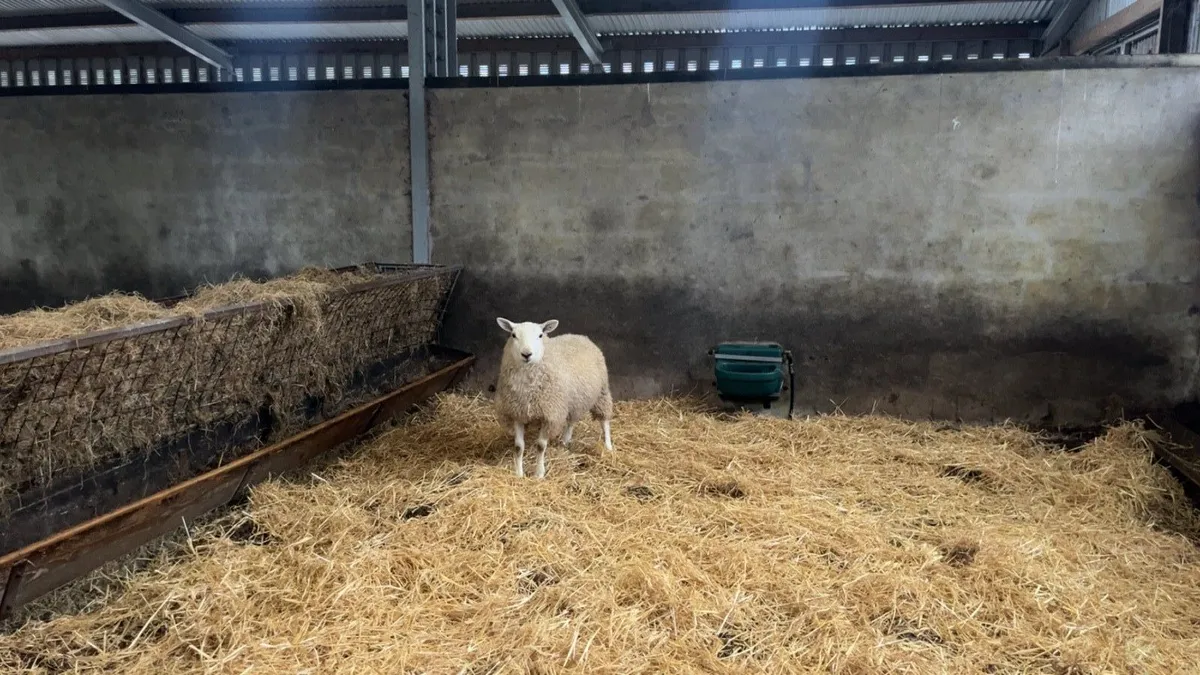 ✅CHEVIOT RAM LAMBS✅ - Image 1