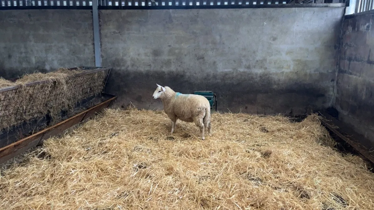 ✅CHEVIOT RAM LAMBS✅ - Image 4