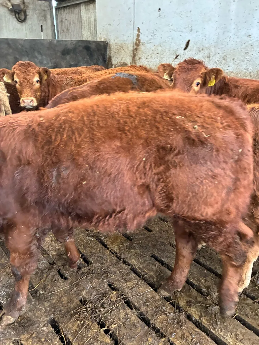SUPER QUALITY LIM BULL WEANLINGS 320KG - Image 1