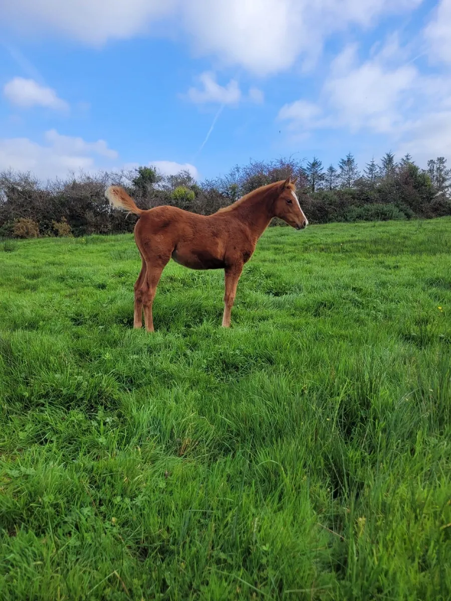 Striking Filly Foal - Image 1