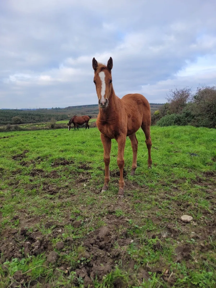 Striking Filly Foal - Image 3