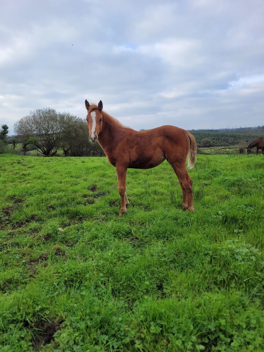 Striking Filly Foal - Image 4