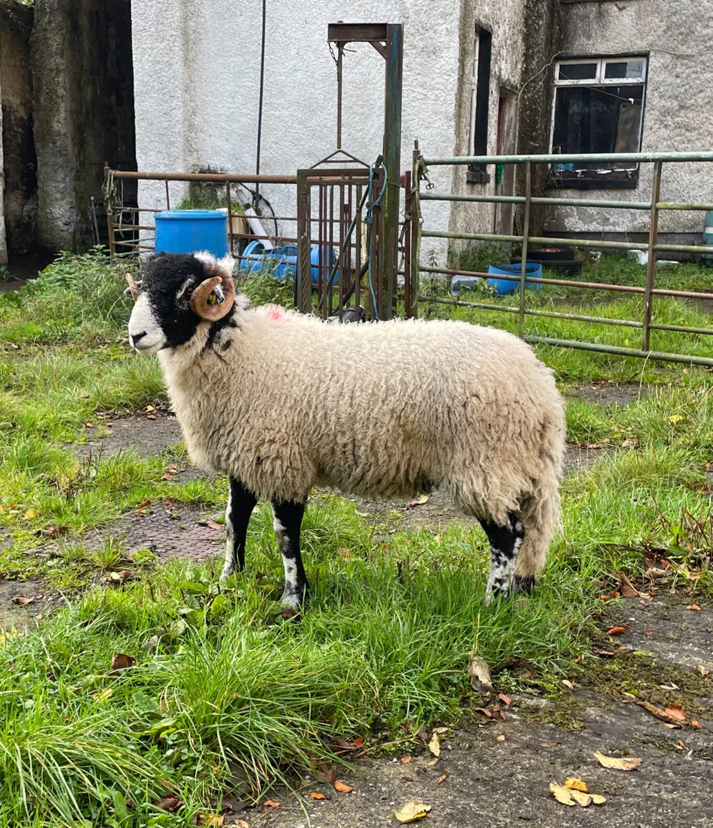 Swaledale SIS Eligible Ram Lambs - Image 1