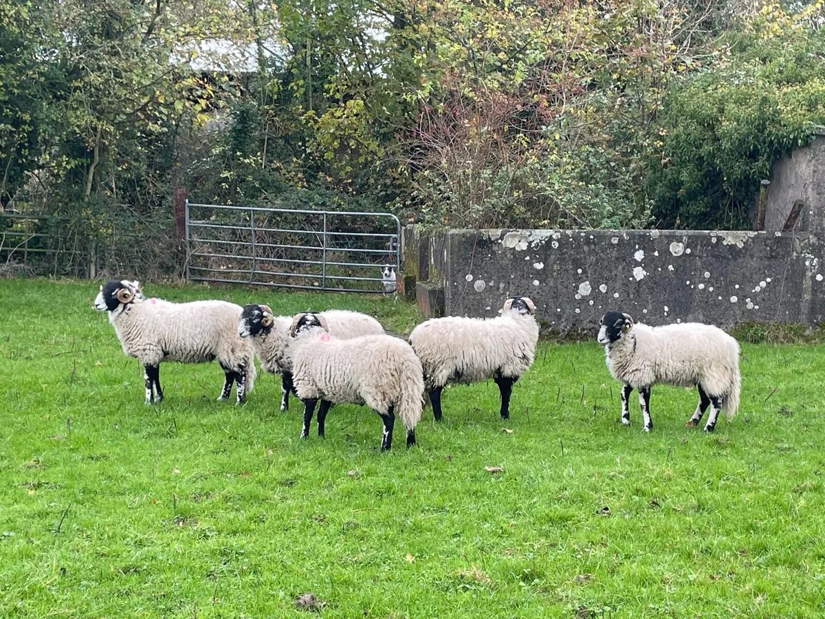 Swaledale SIS Eligible Ram Lambs - Image 2