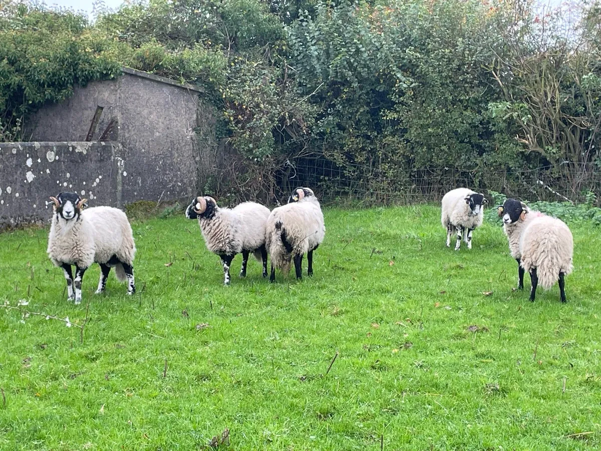 Swaledale SIS Eligible Ram Lambs - Image 3
