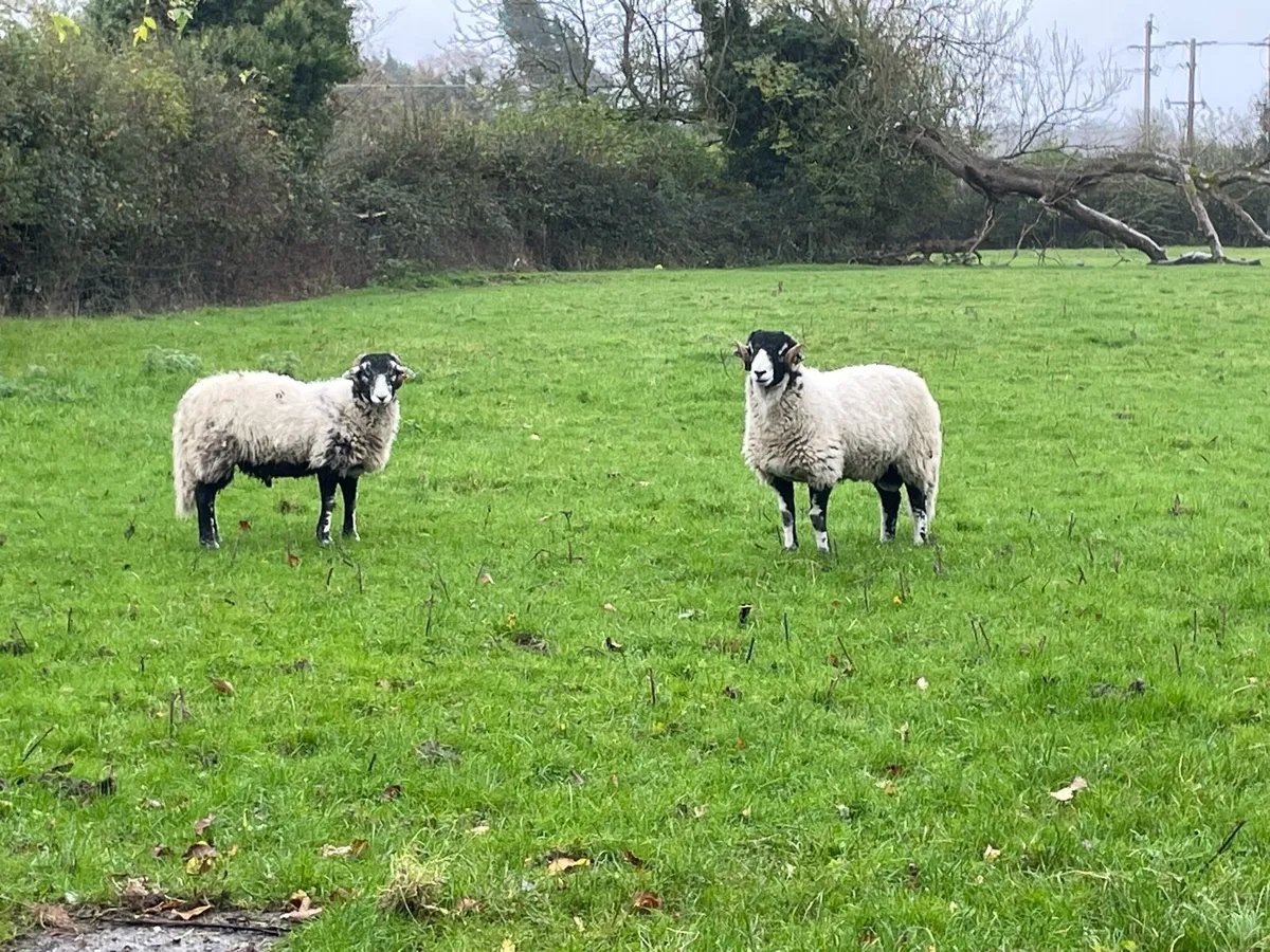 Swaledale SIS Eligible Ram Lambs - Image 4