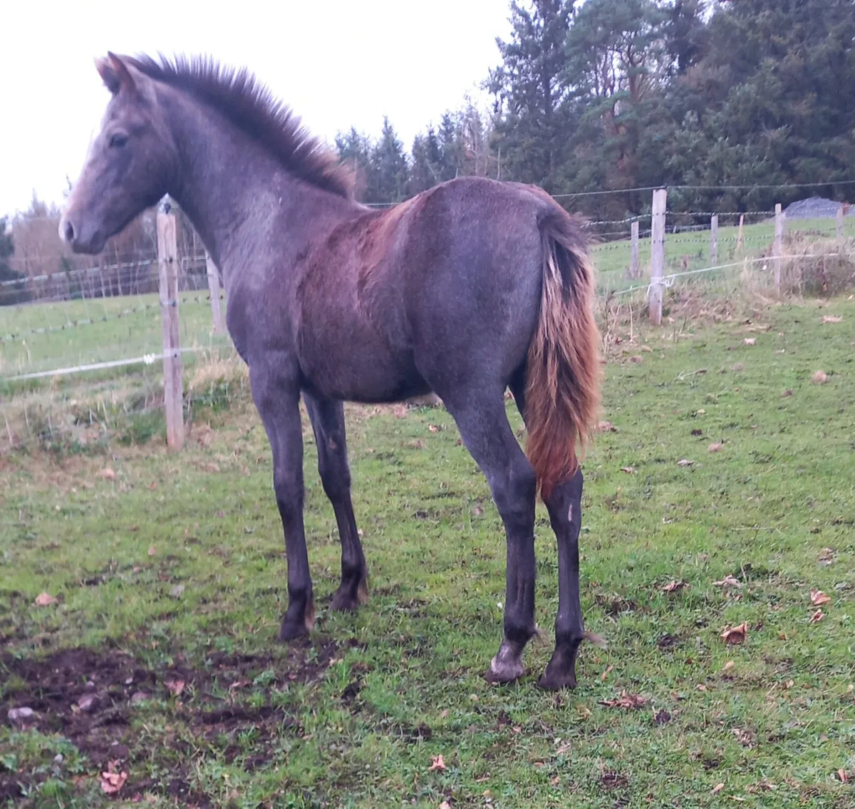 COLT 6MTH - Image 1