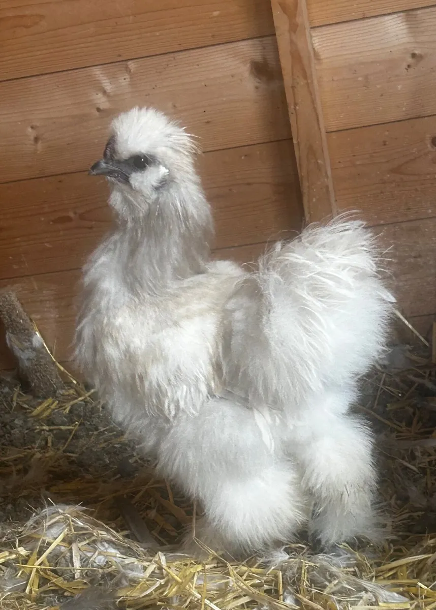 USA Mix Roosters-Free to good homes - Image 2